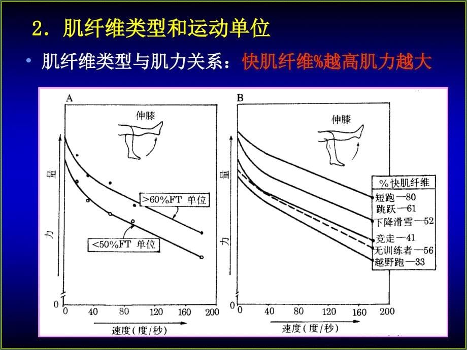 运动生理学-第2章肌肉力量素质的生理基础与训练_第5页