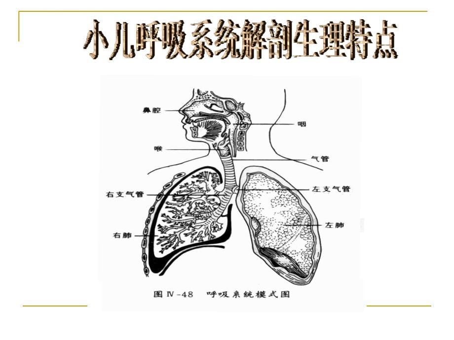 呼吸系统疾病特点_第5页
