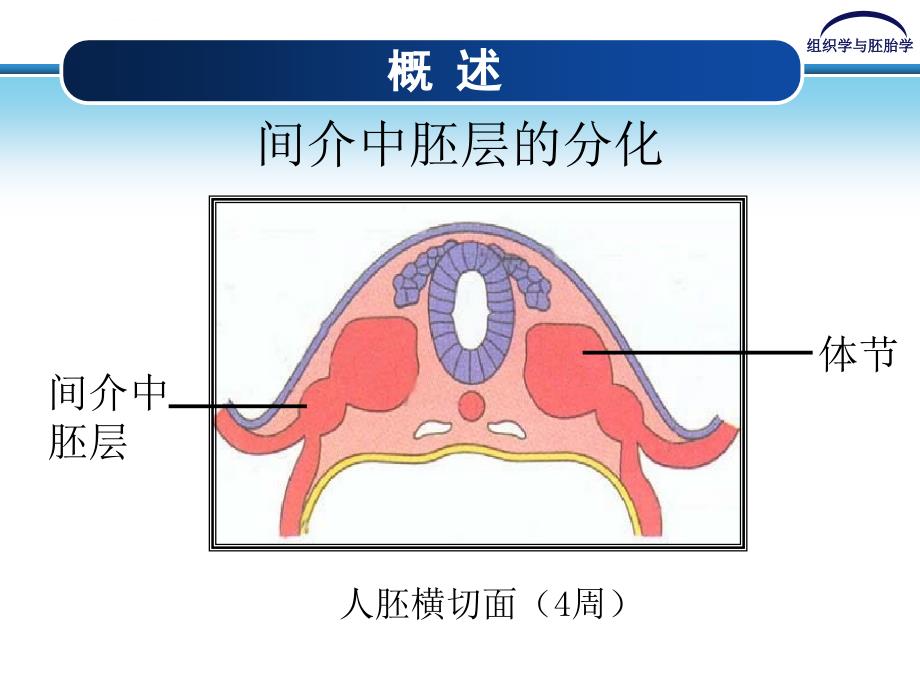 泌尿系统及生殖系统的发生_第4页