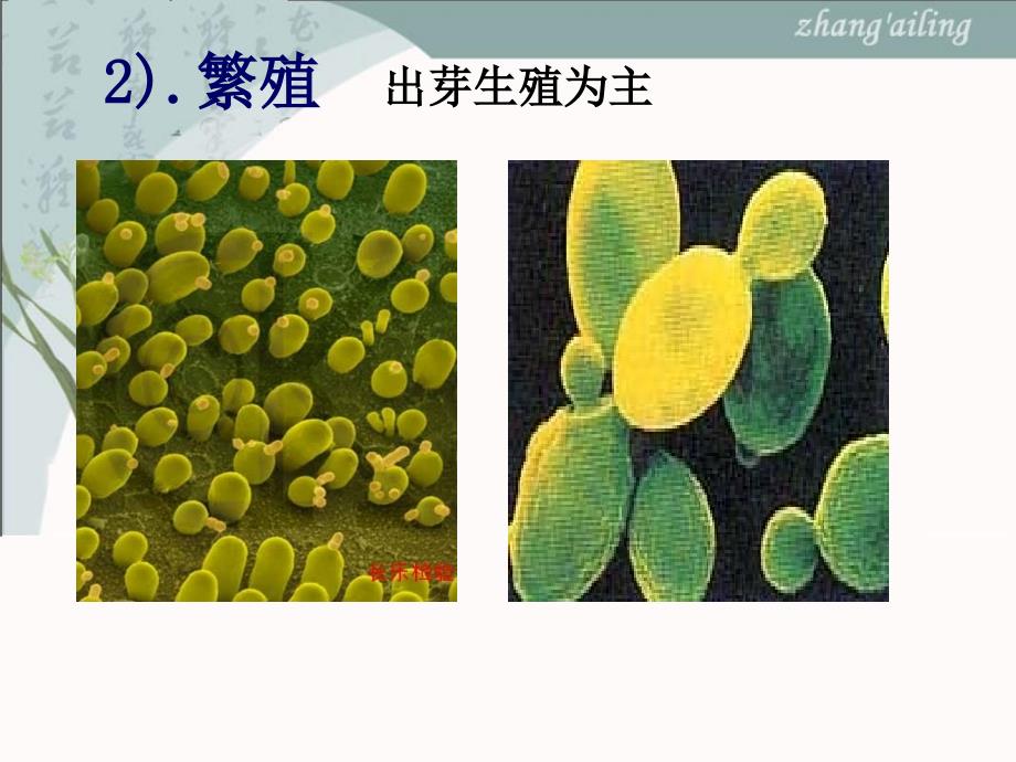 高中生物选修课件_第4页