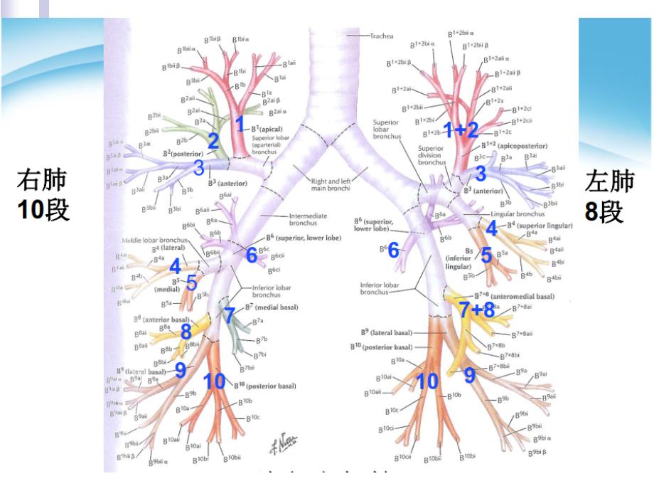 肺叶与肺段比较课件_第3页