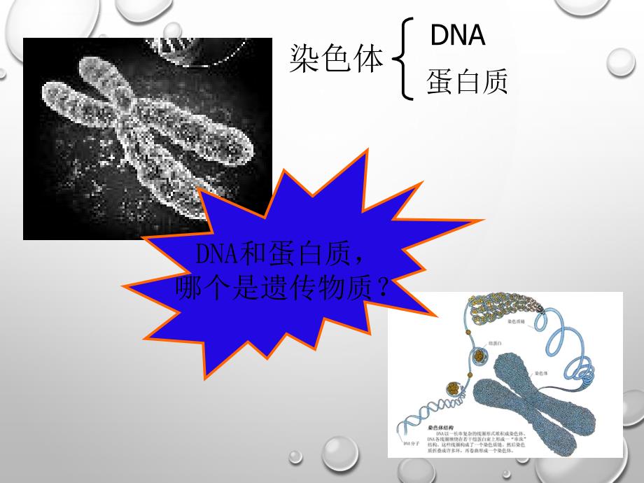 《dna是主要的遗传物质》幻灯片1_第4页