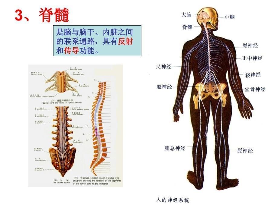 合理用脑高效学习复习幻灯片_第5页