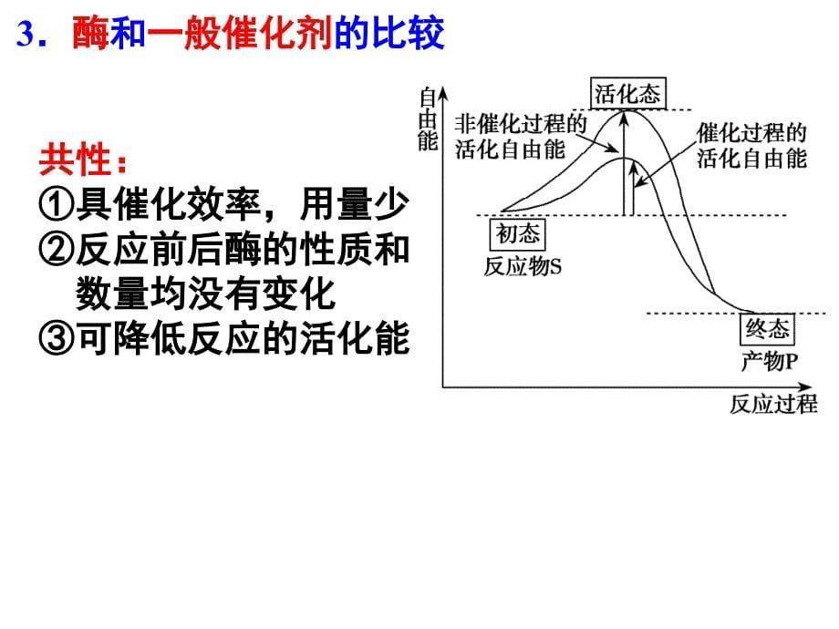 2013高考生物一轮复习—降低化学反应活化能的酶课件_第5页