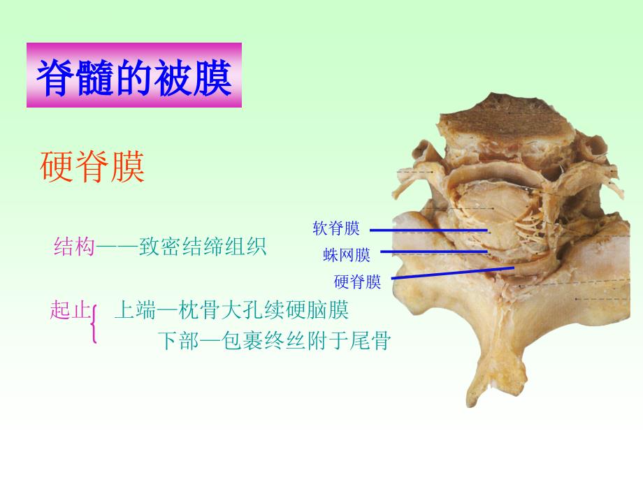 脑脊髓被膜血管脑脊液循环幻灯片_第2页