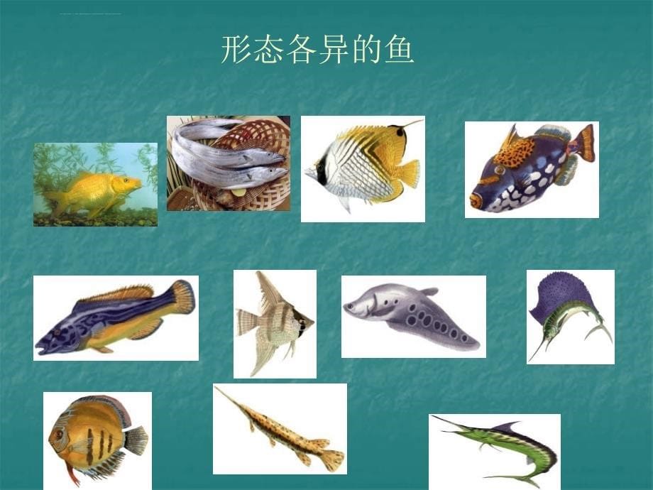 人教版八年级生物上册5.1.4-鱼类-幻灯片-(共39张ppt)_第5页