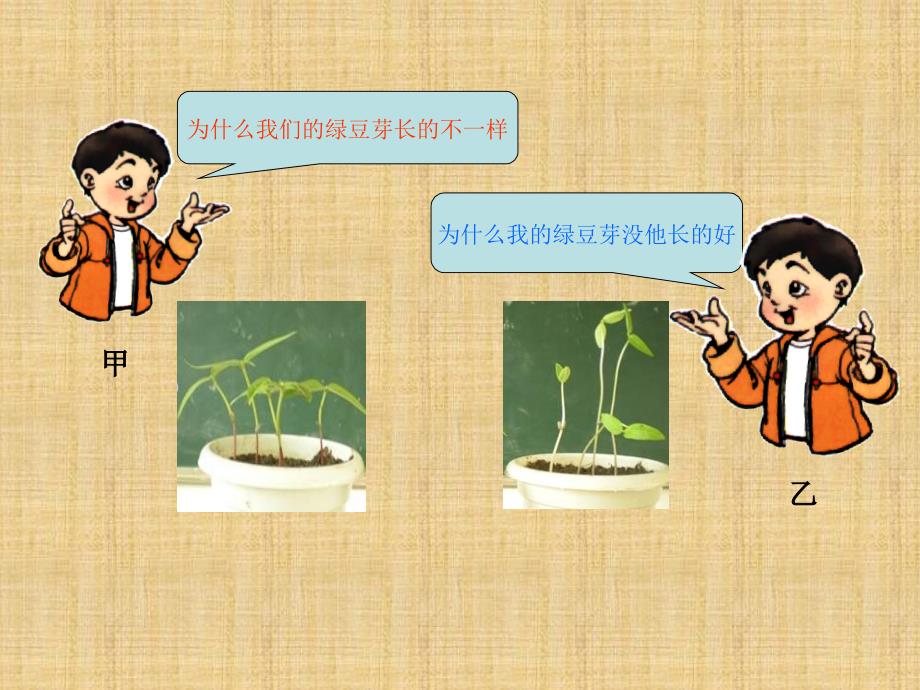 科教版五年级上册科学 观察绿豆芽的生长_第3页