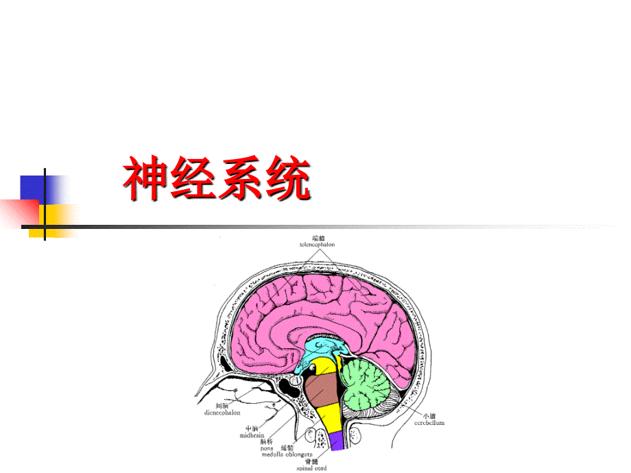 神经系统、内分泌系统、生殖系统课件_第1页