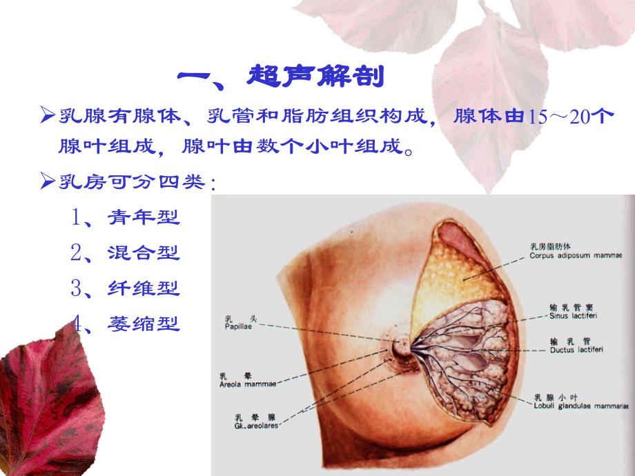 乳腺和甲状腺的超声学检查课件_第2页