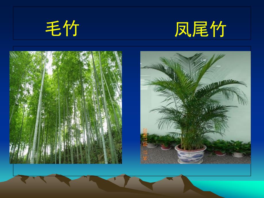 zguaaa幼儿园大班科学活动：有用的竹子.ppt_第3页