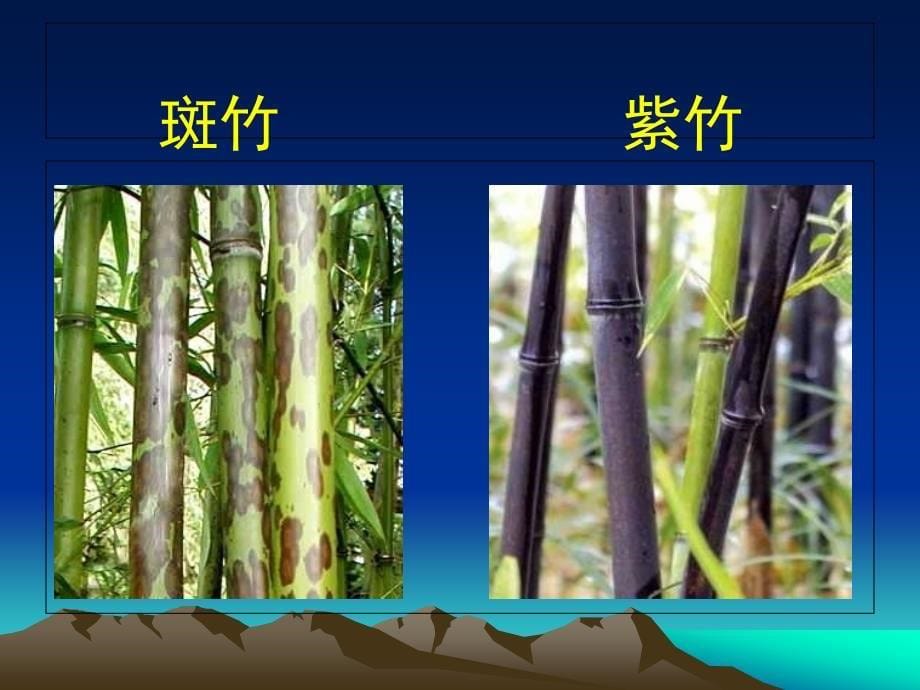 zguaaa幼儿园大班科学活动：有用的竹子.ppt_第5页