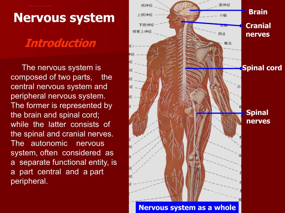 cns(中枢神经系统)课件_第2页