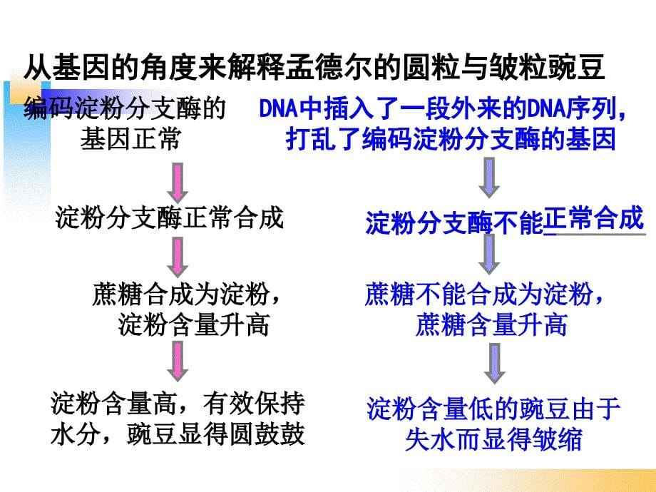 4.2《基因对性状的控制》++课件+蓝素华_第5页