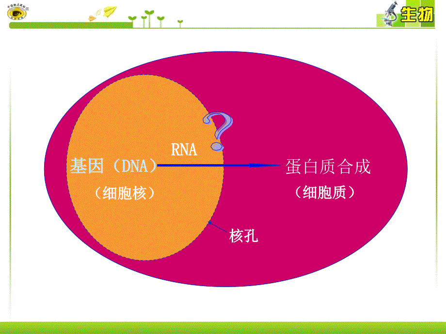 4.1《基因指导蛋白质的合成》课件5+谢强_第3页