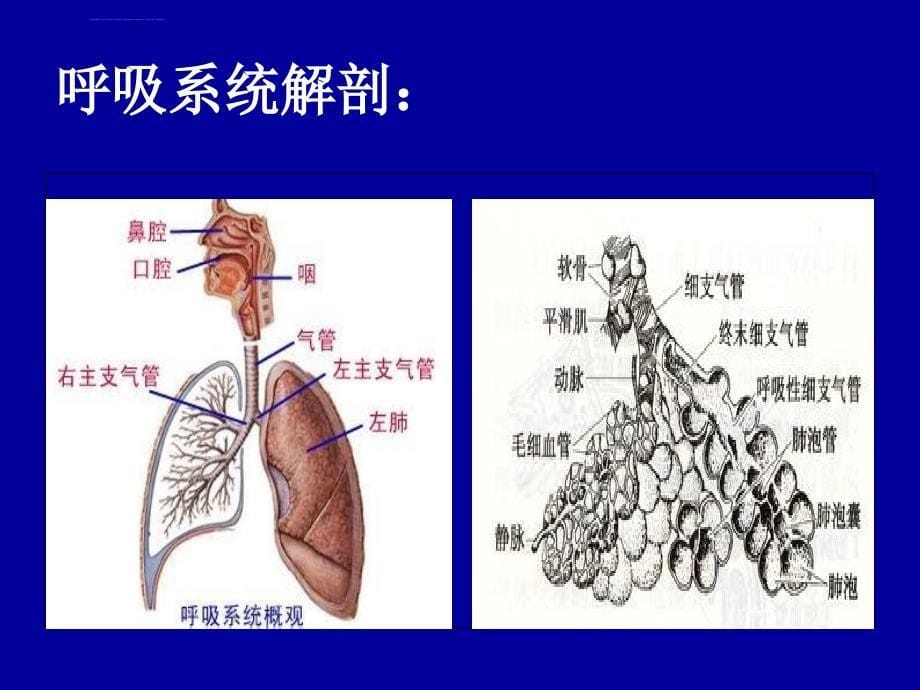 德尔格呼吸机培训分享课件_第5页