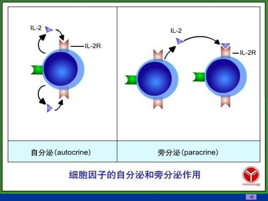 动物免疫学第五章--细胞因子课件_第5页