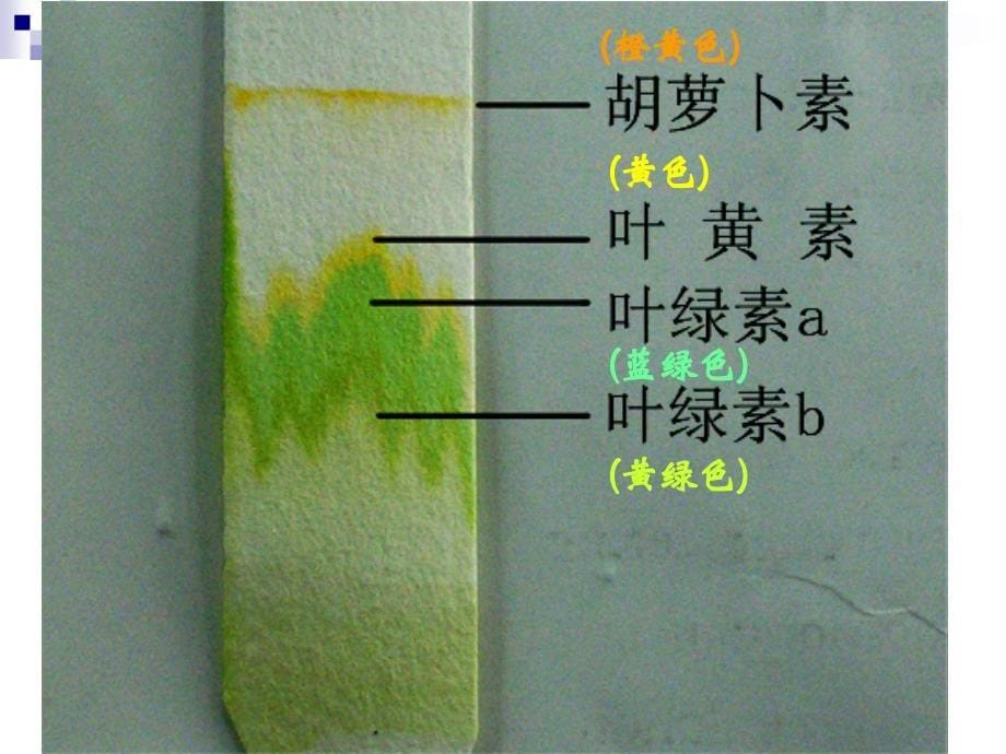 光与光合作用课件_第5页