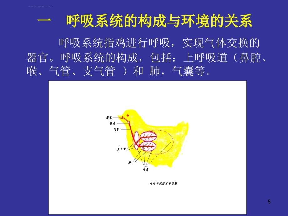 鸡呼吸系统疾病与环境的关系及饲养调控措施课件_第5页