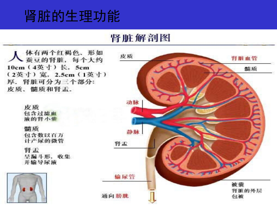 临床生化检查之尿液分析课件_第3页