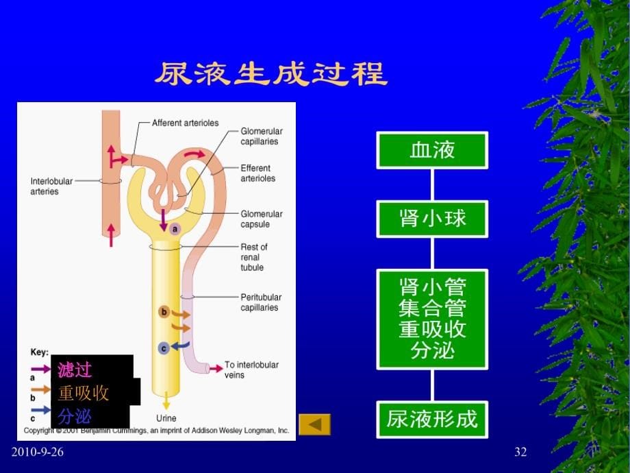 临床生化检查之尿液分析课件_第5页