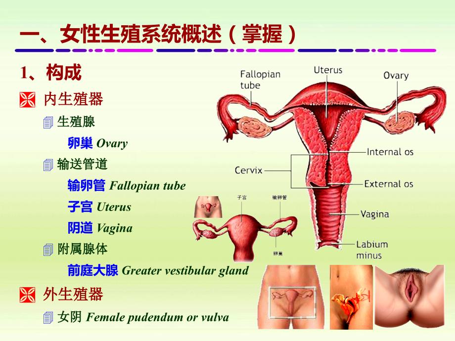 女性生殖系统ppt幻灯片_第4页