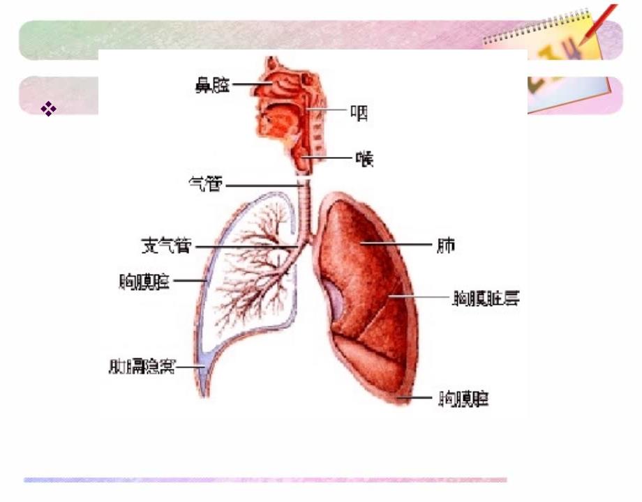 三年级-上册-幻灯片-6.轻松呼吸每一天_第4页