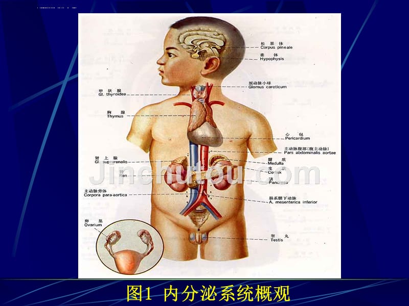 内分泌系统-教学幻灯片_第2页