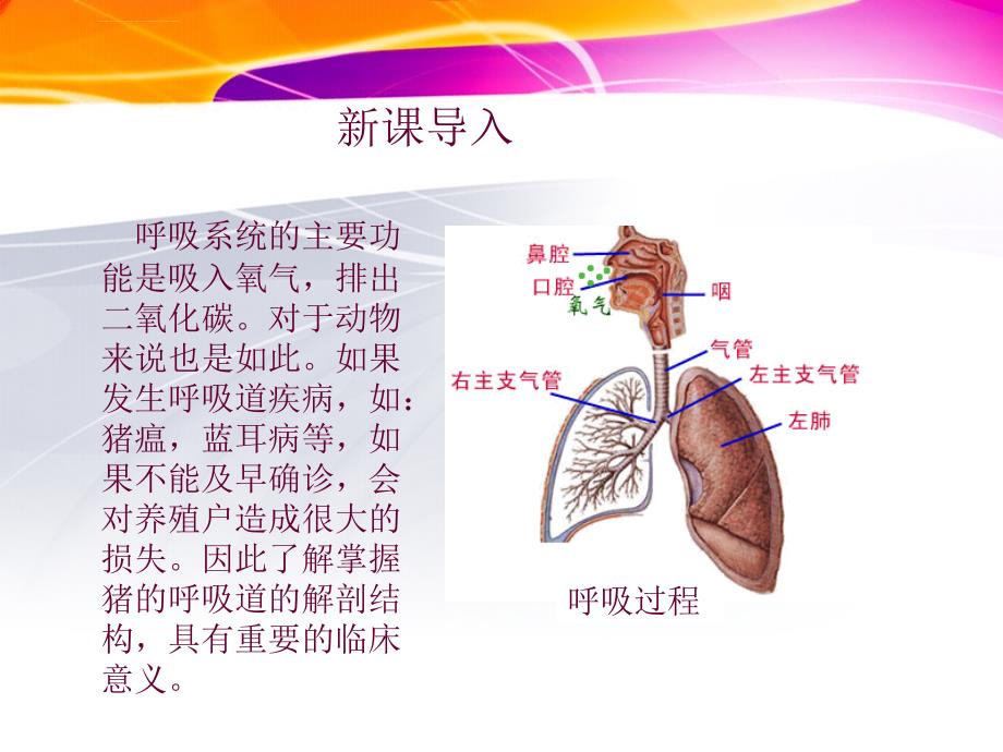 猪的内脏呼吸系统课件_第3页
