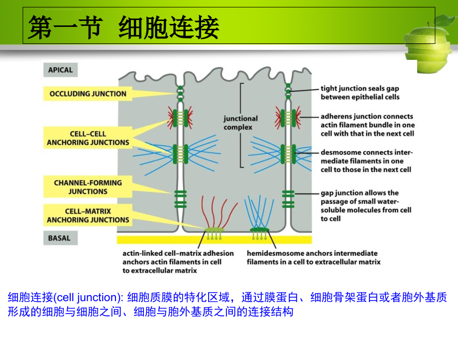 细胞的社会联系_1课件_第4页