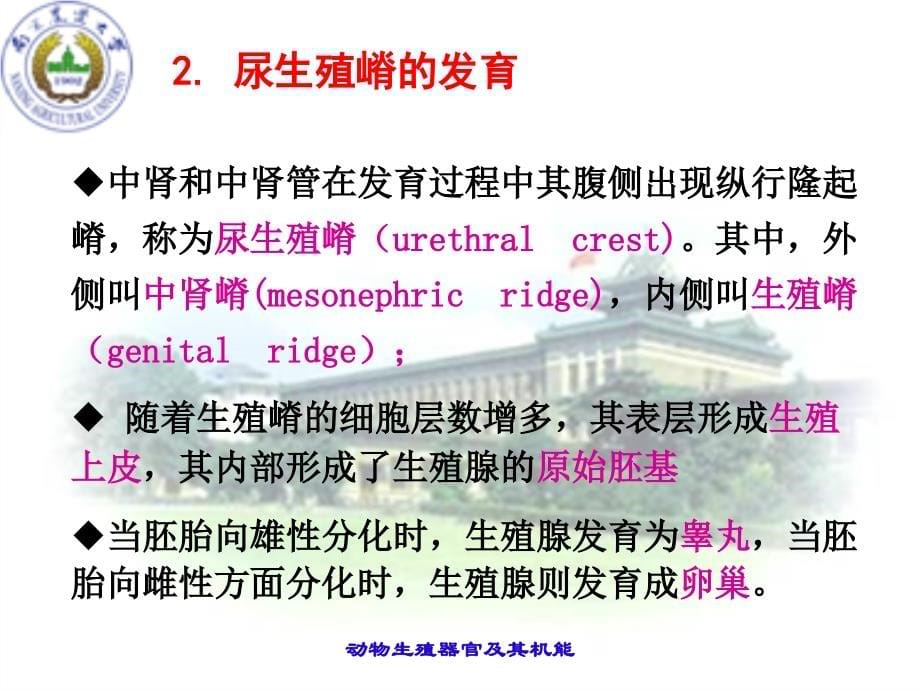 南京农业大学动物繁殖学幻灯片ch01_第5页