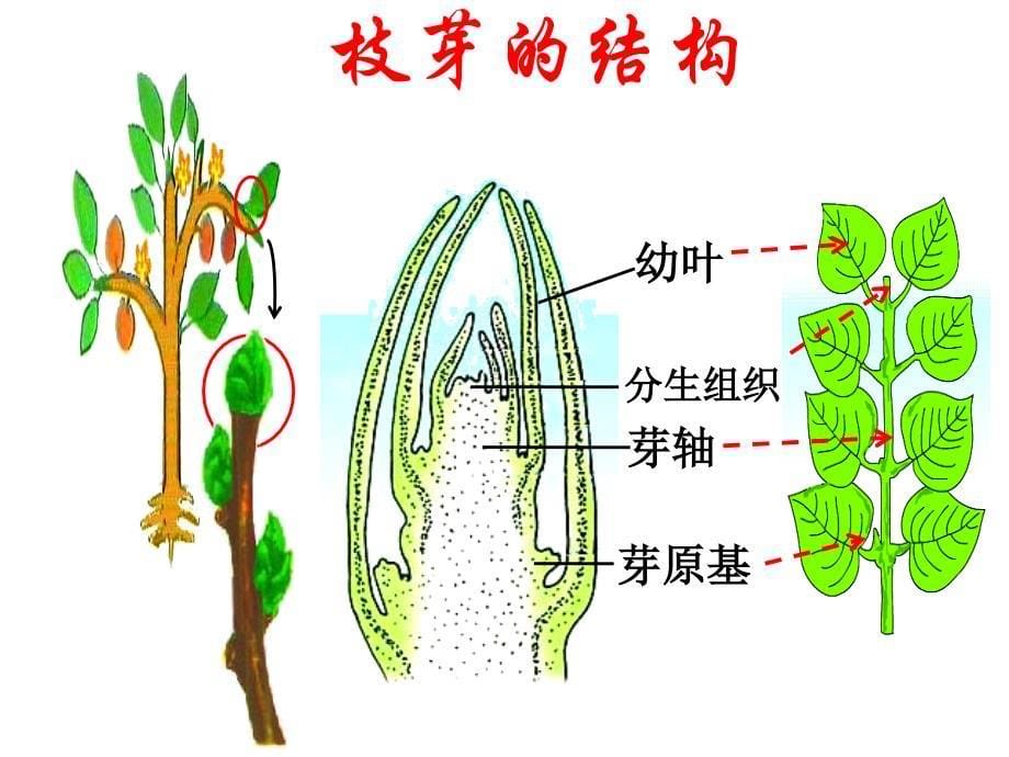 oigaaa生物：5.4《植物茎的输导功能》课件（苏教版七年级上）_第5页