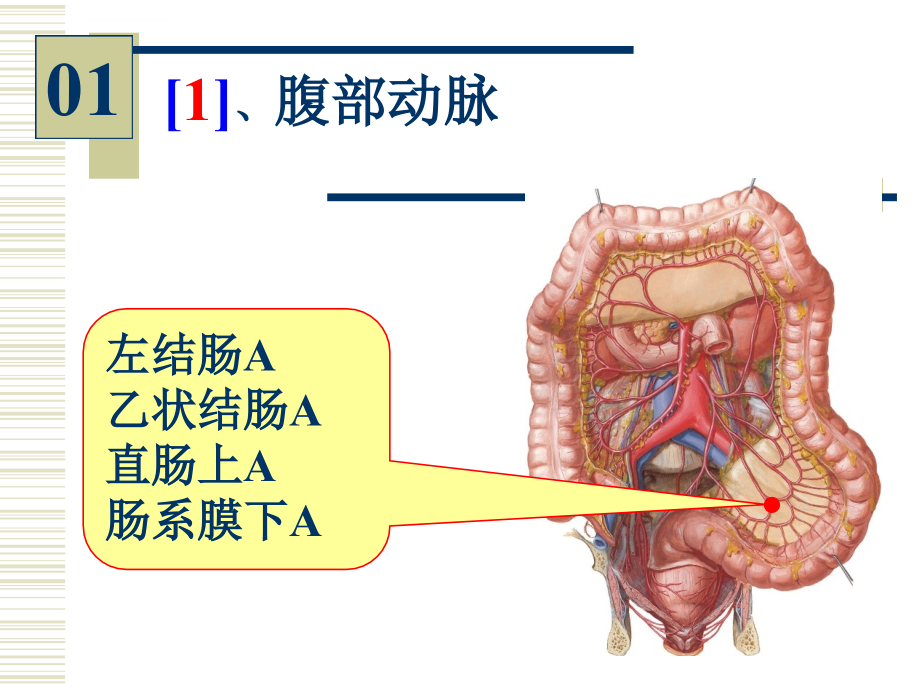 系统解剖学--实验图片考试课件_第1页