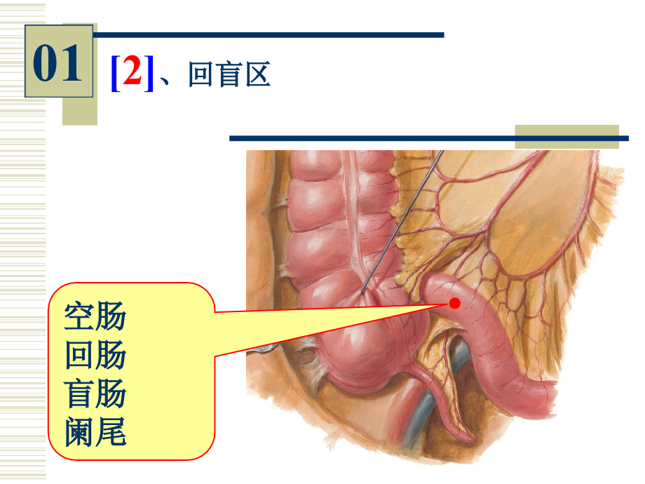 系统解剖学--实验图片考试课件_第2页