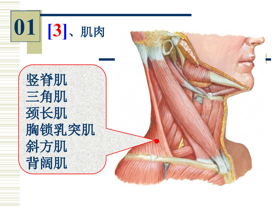 系统解剖学--实验图片考试课件_第3页