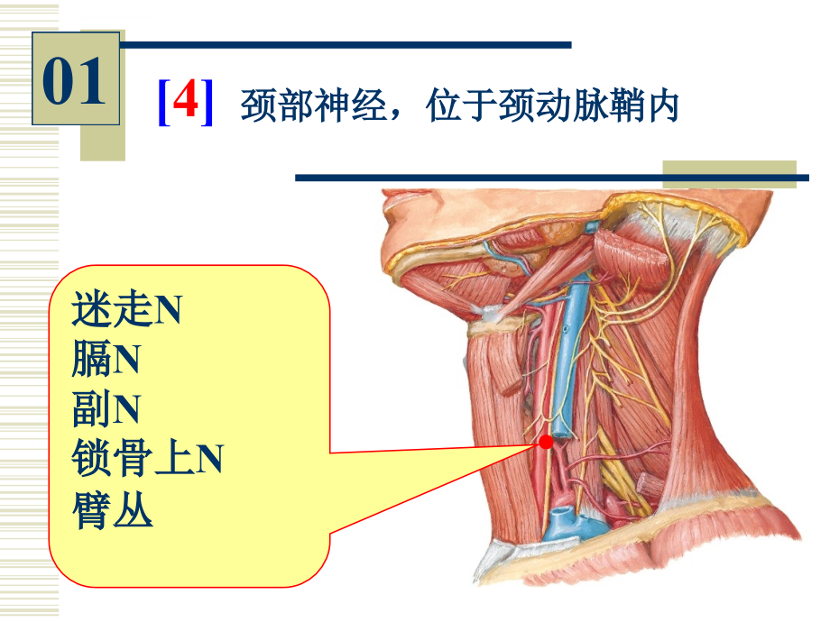 系统解剖学--实验图片考试课件_第4页