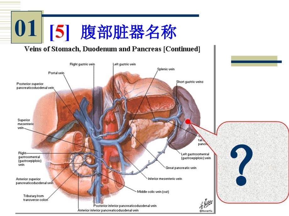 系统解剖学--实验图片考试课件_第5页