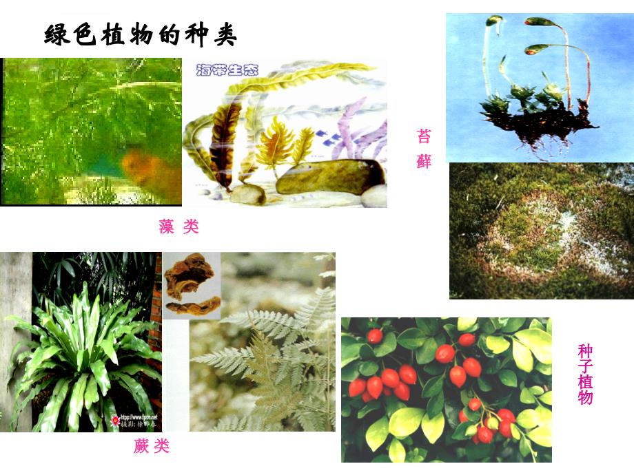 藻类苔藓和蕨类植物幻灯片（共55张ppt）_第3页