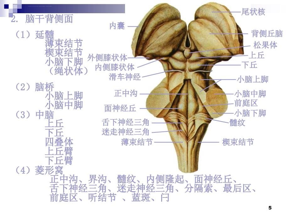 中枢神经系统4课件_第5页