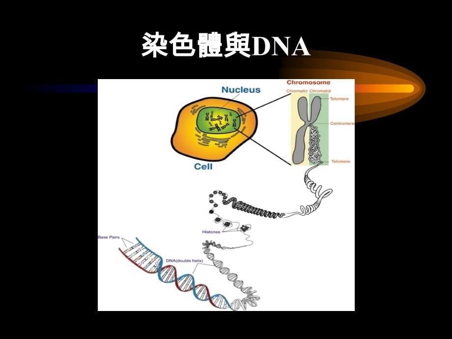 lecture 2 - 基因重组原理与技术 - 基因重组原理与技术_第5页