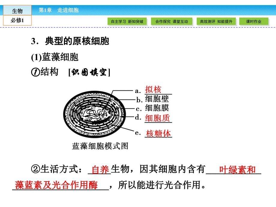 (人教版)高中生物必修一：1.2《细胞的多样性和统一性》ppt课件_第5页