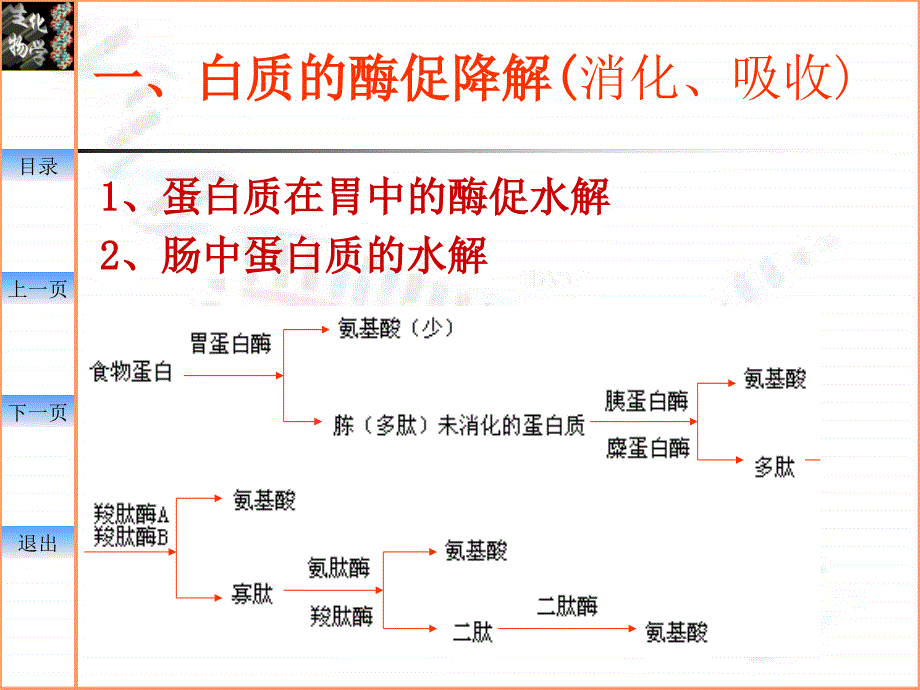 中国药科大学生物化学幻灯片—09-氨基酸代谢_第2页