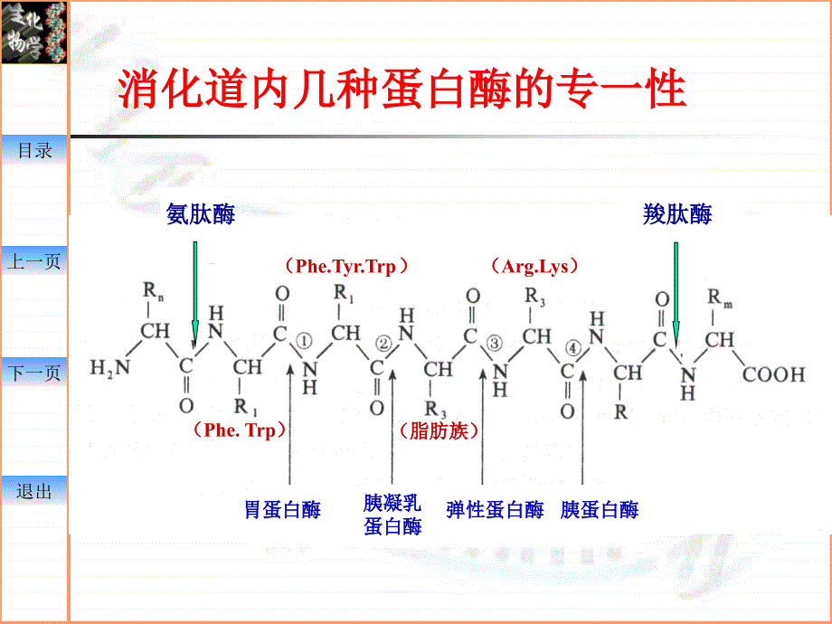 中国药科大学生物化学幻灯片—09-氨基酸代谢_第3页