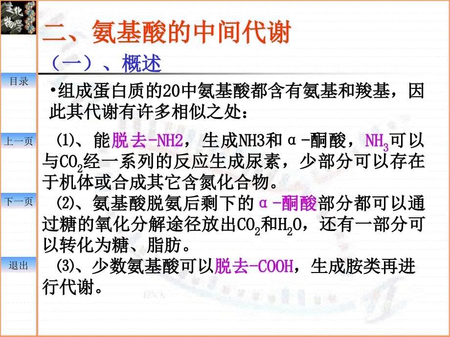中国药科大学生物化学幻灯片—09-氨基酸代谢_第5页
