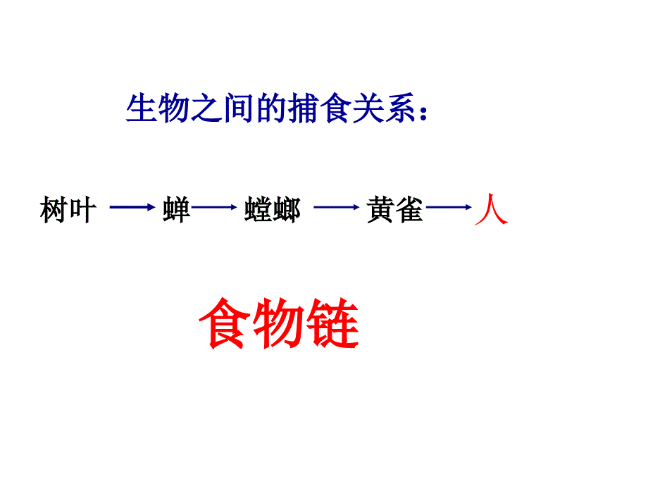 科教版五年级上册科学 食物链和食物网_第3页