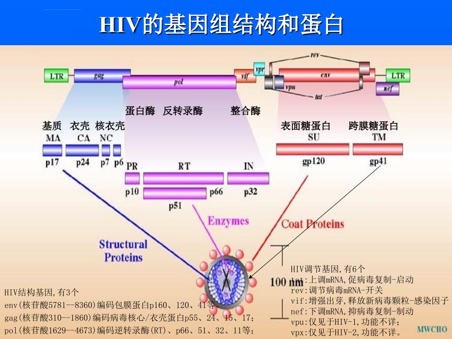 hiv感染的实验诊断课件_第3页