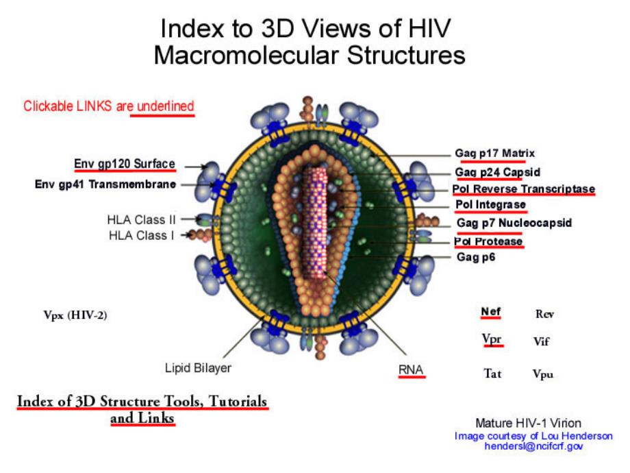 hiv感染的实验诊断课件_第4页