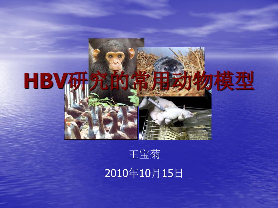hbv研究的动物模型课件_第1页