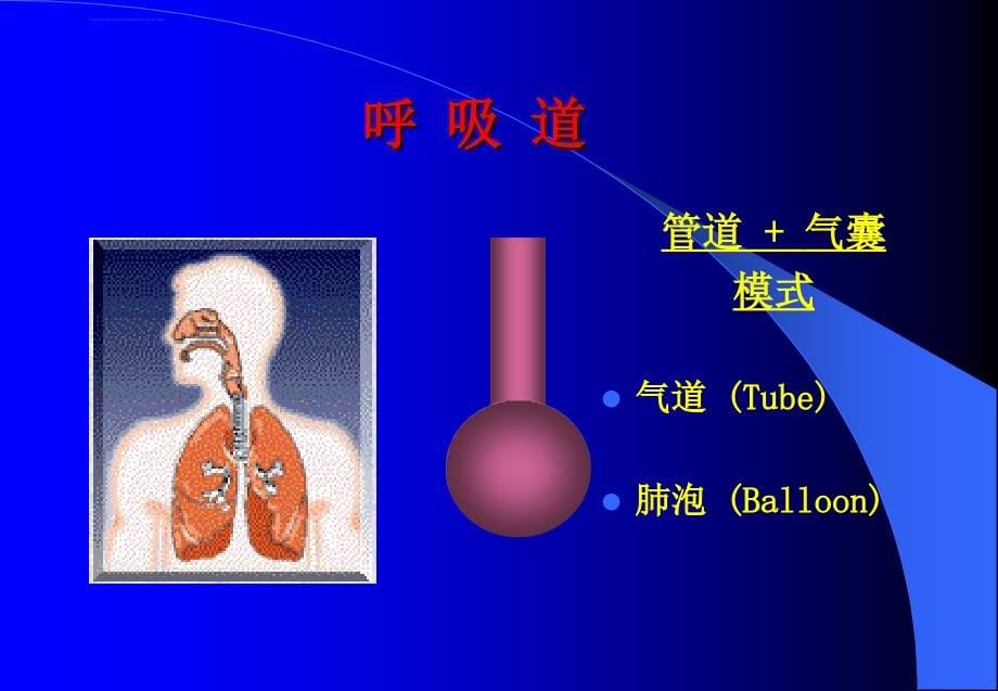 呼吸机基础--完整课件_第5页