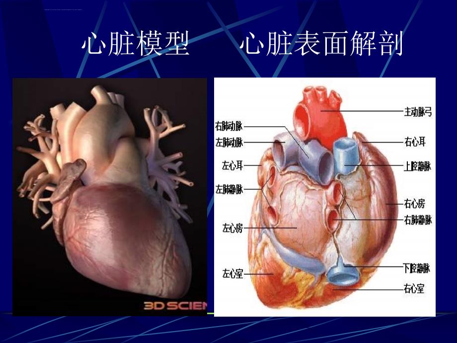 层容积ct冠脉造影的临床应用课件_第3页