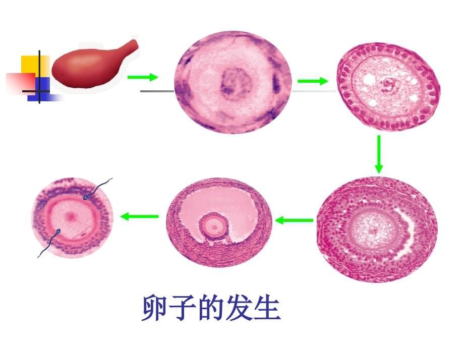 人胚发生和早期发育--组织学与胚胎学课件_第5页